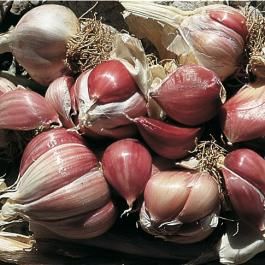 <p>Aglio gigante</p>