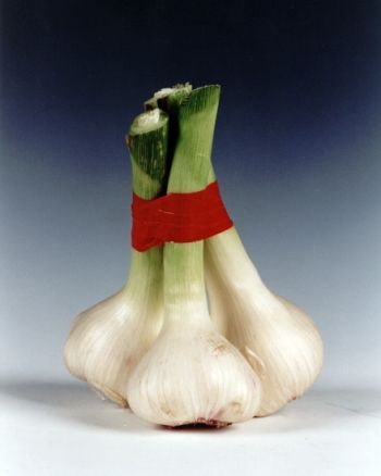 <p>Aglio fosca</p>