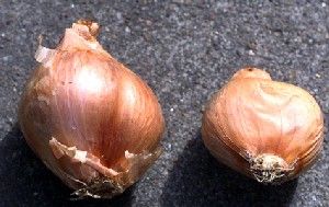 <p>Aglio rosso di sulmona</p>