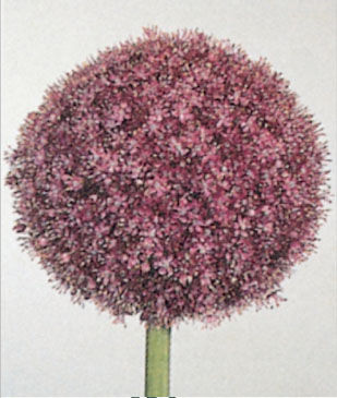 <p>Aglio delle bisce</p>