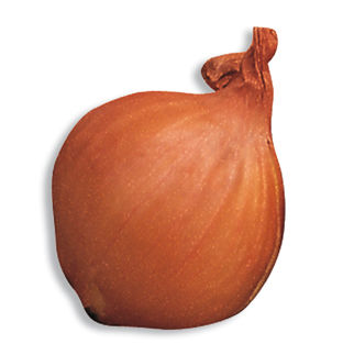 <p>Scalogno golden</p>