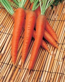 <p>Carota ibrida nantor</p>