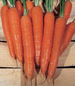 <p>Carota lunga cilindrica</p>