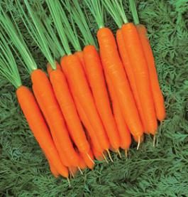 <p>Carota flakkee</p>