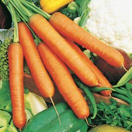 <p>Carota mezzalunga nantese</p>