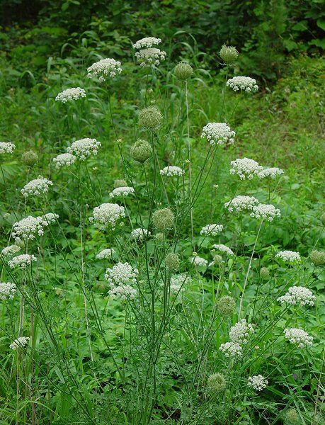<p>Fiore di carota</p>