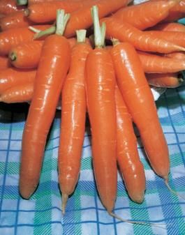 <p>Carota chantenay</p>