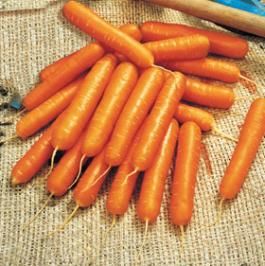 <p>Carota ibrida turbo</p>