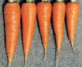 <p>Carota amsterdam</p>