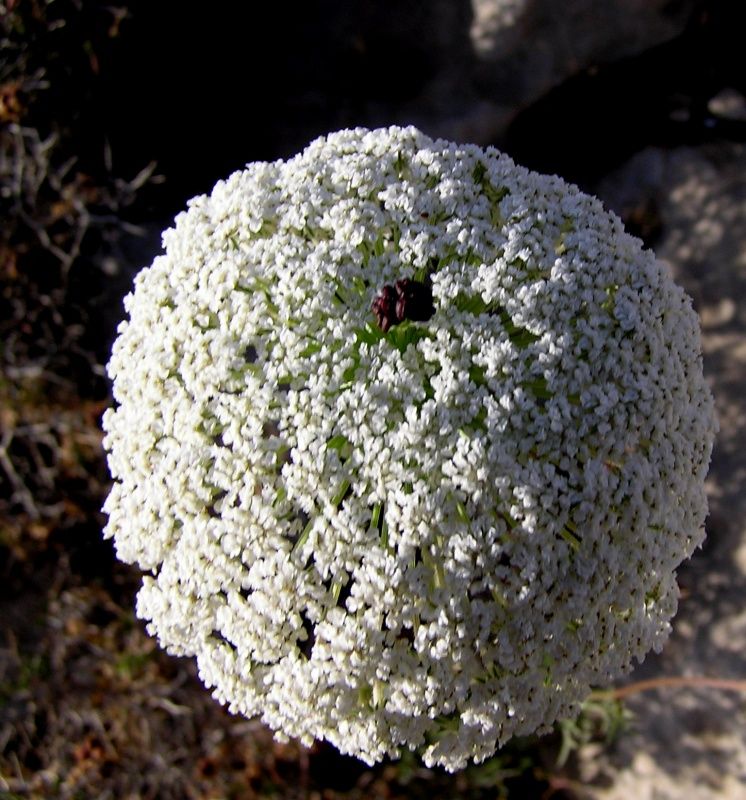 <p>Pianta di carota</p>