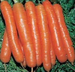 <p>Carota belicum oranza olandese</p>