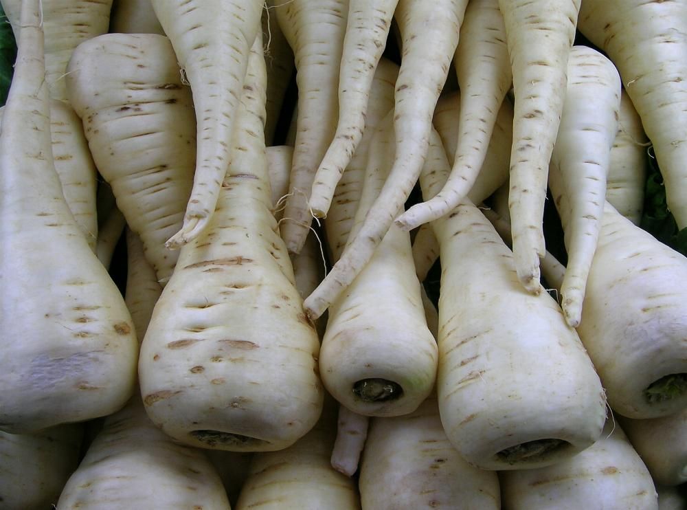 <p>Fiore di pastinaca</p>