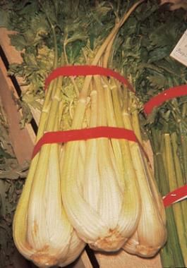 <p>Sedano gigante pascal</p>
