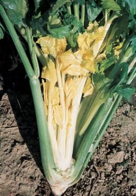 <p>Sedano da taglio</p>