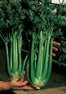 <p>Sedano d'Elne</p>