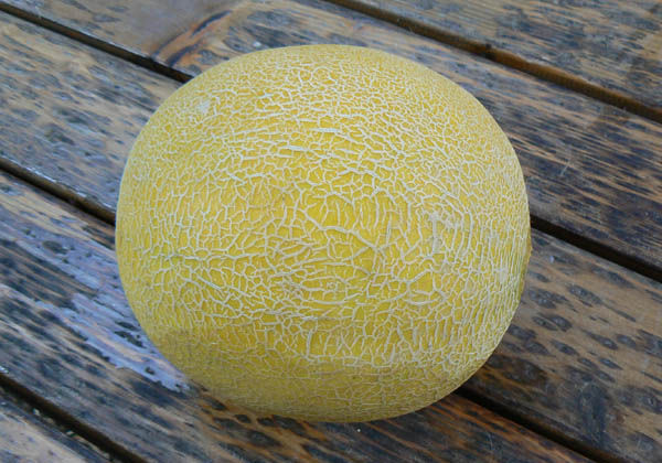 <p>Melone americano Jenny Lind</p>
