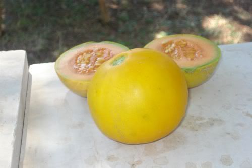 <p>Melone piel de sapo</p>