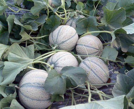 <p>Melone eminenza</p>