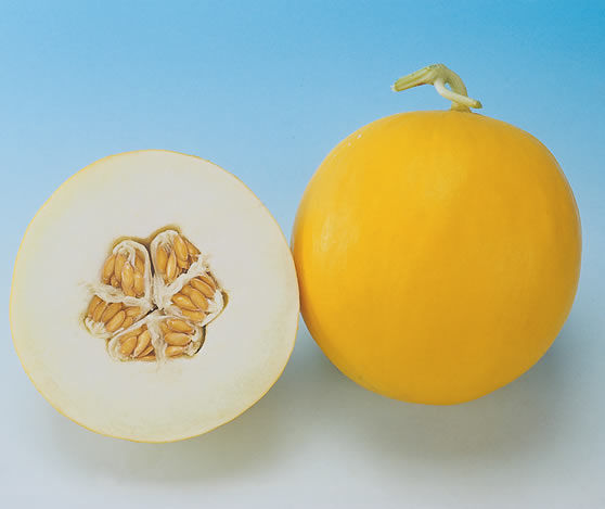 <p>Melone amaro del sudamerica</p>