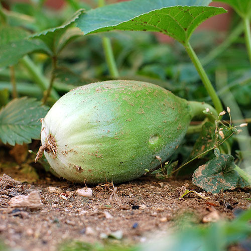 <p>Melone petit grass</p>