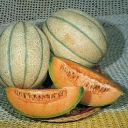 <p>Melone zatta</p>