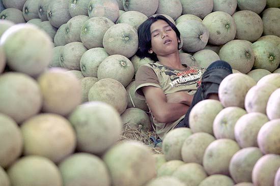 <p>Melone tendral</p>