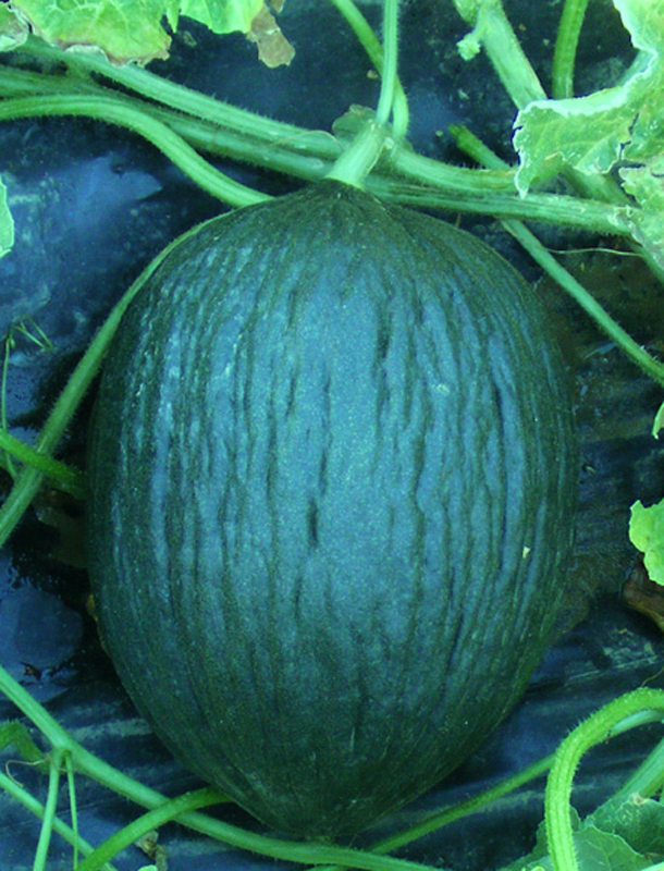 <p>Melone</p>