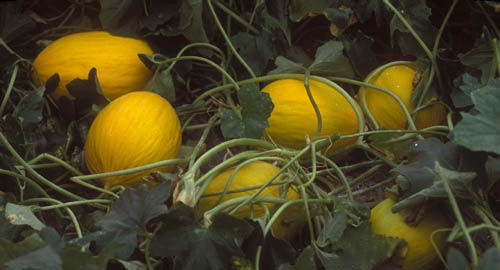 <p>Fette di melone</p>