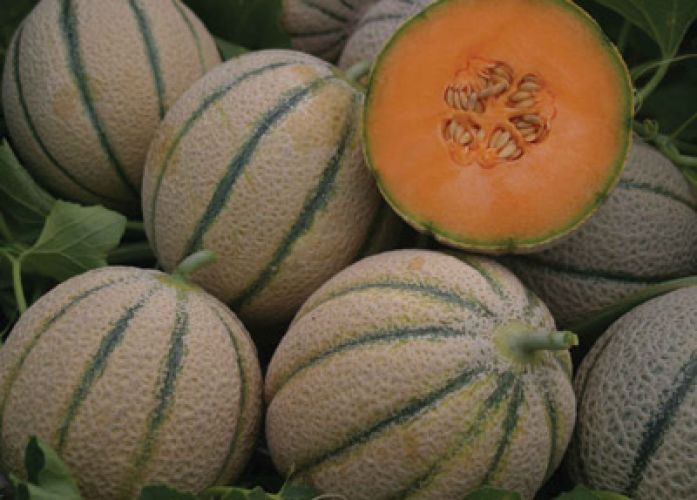 <p>Melone zuccherino d'ingegnoli</p>