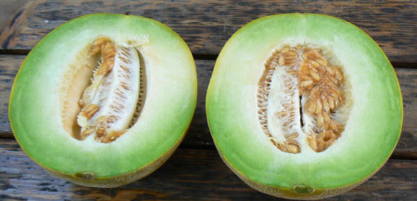 <p>Melone kiwi di Brindisi</p>