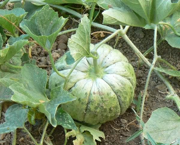 <p>Melone red moon</p>