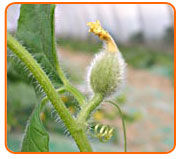 <p>Melone retato</p>