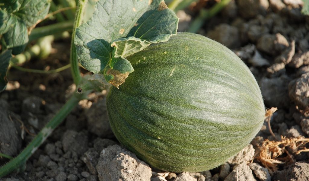 <p>Melone</p>