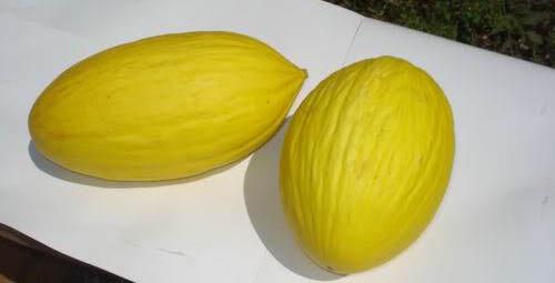 <p>Melone di Napoli</p>