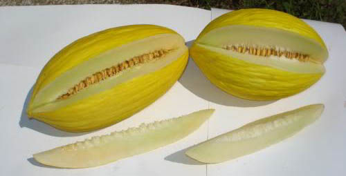 <p>Melone giallo di Napoli</p>