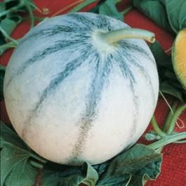<p>Melone di Napoli</p>