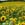 Industrial Crops