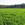 Green Fodder