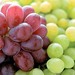 Vid y vino
