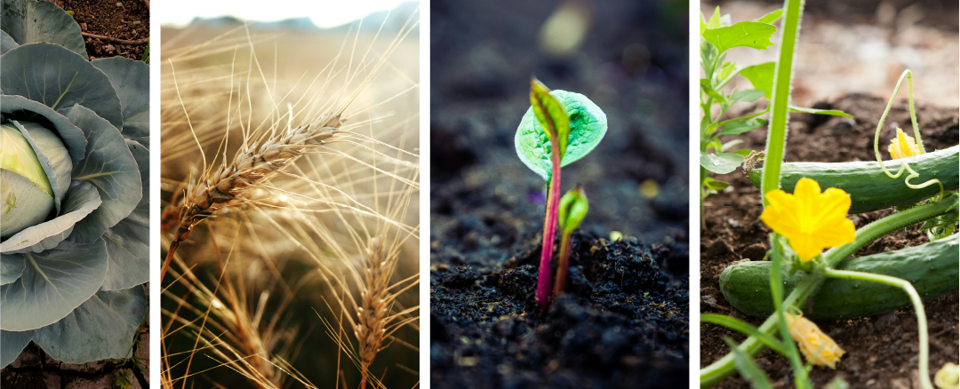 ILSA Group - Historical Timeline