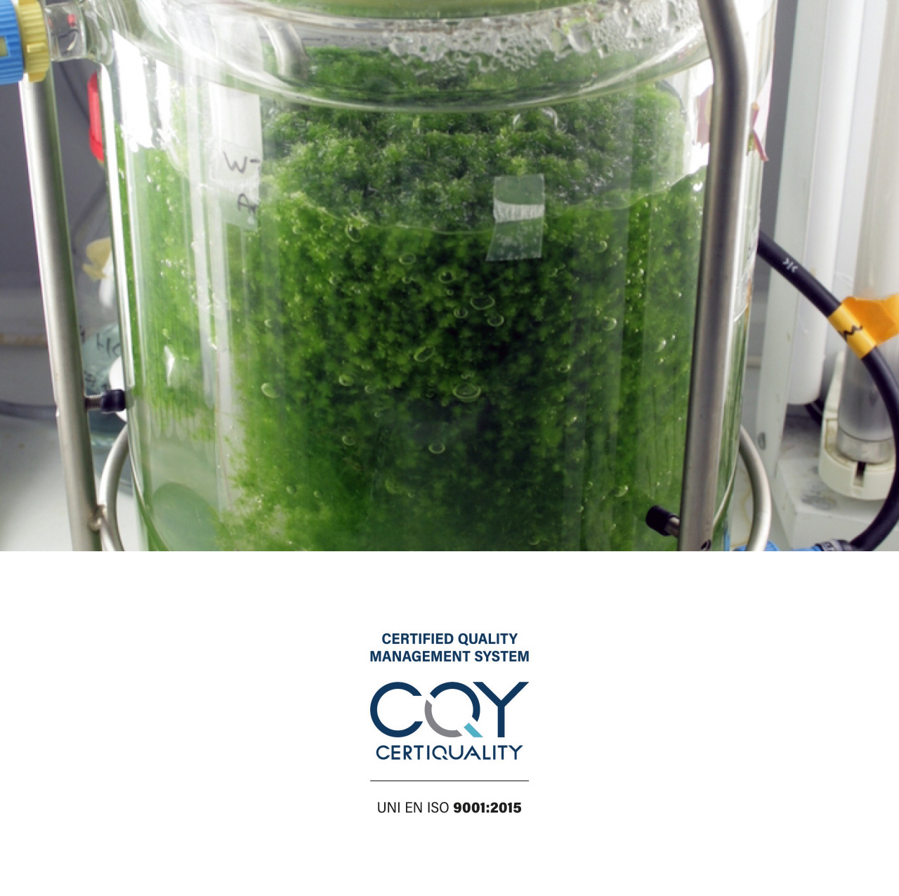 ILSA Group - Historical Timeline