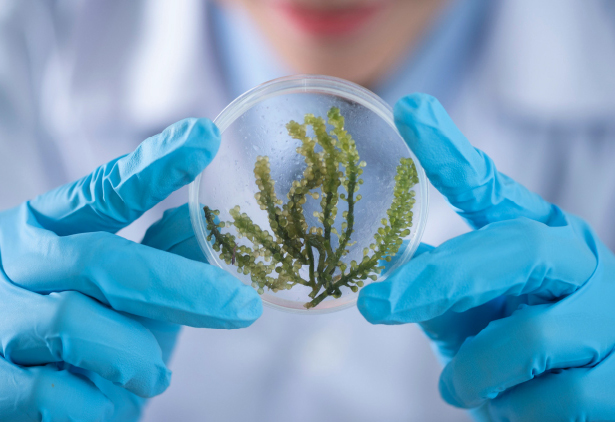 ILSA Group - Historical Timeline