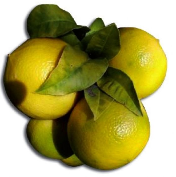 Bergamotto