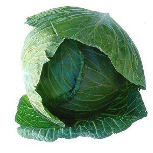 Cavolo Cappuccio