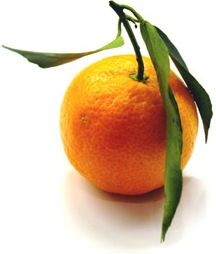 Chinotto