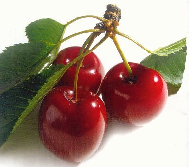 Ciliegio