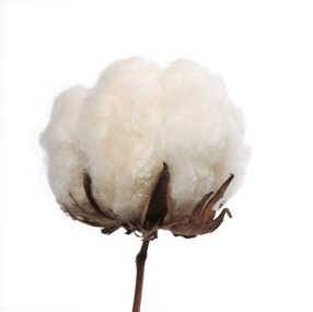 Cotone