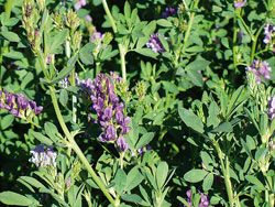 Alfalfa