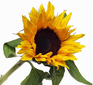 Girasol