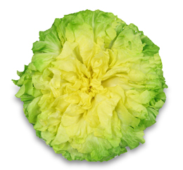 Indivia (riccia e scarola)